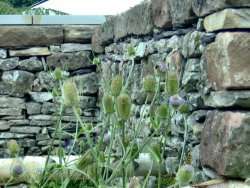 'A Contemporary Bucolic Idyll' back-to-back garden